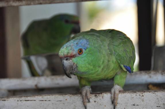 Papagaio no Centro de Pesquisas de Animais, em Balbina - AM